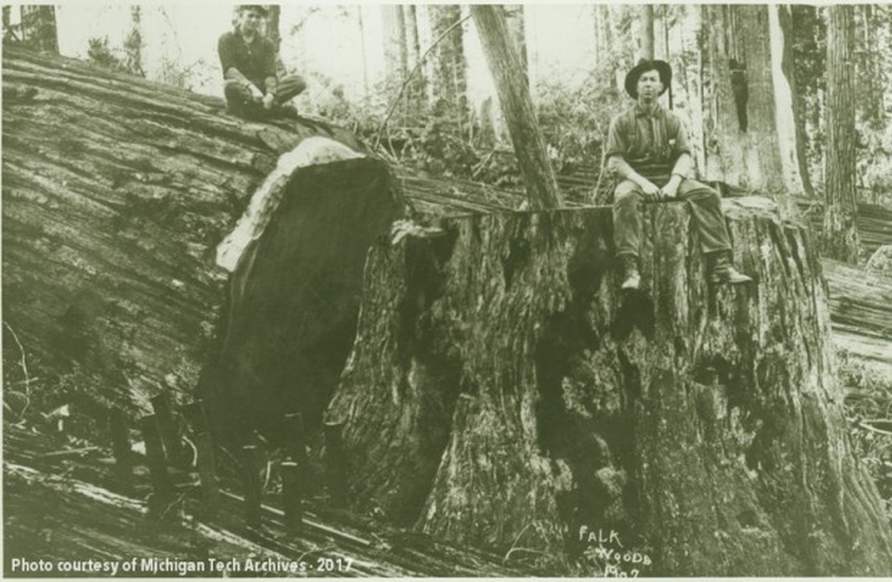 Lumberjacks on 8 foot Diameter Upper Peninsula Tree Stump