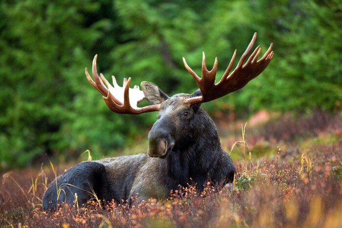 The Moose Capital of Michigan
