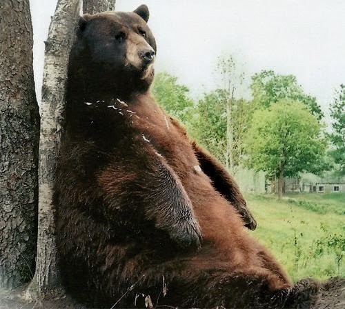 Tyson Bear, 1000 lb black bear