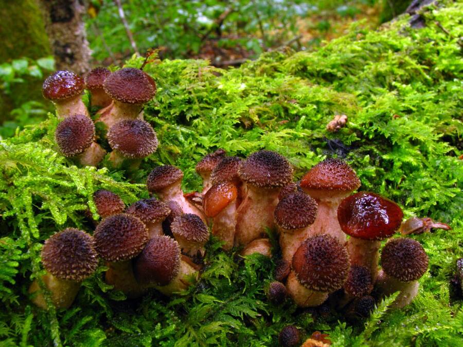 Armillaria gallica mushrooms, the Humongous Fungus